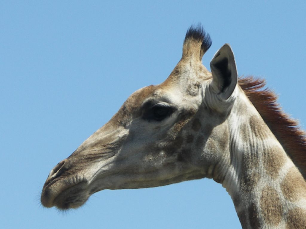 giraffe