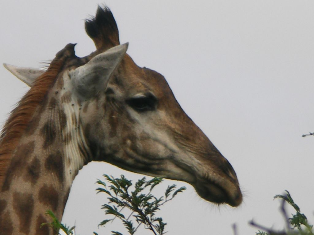giraffe