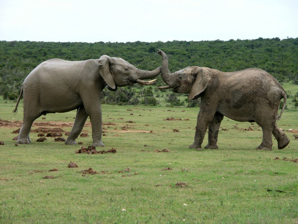 addo national park