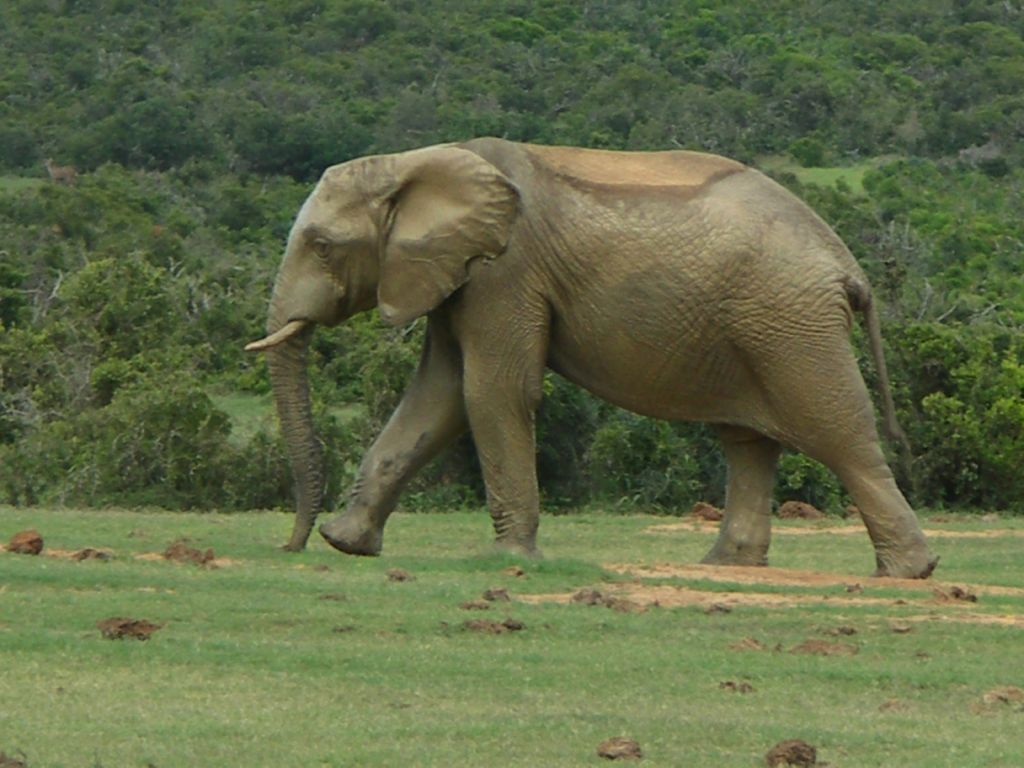 addo national park