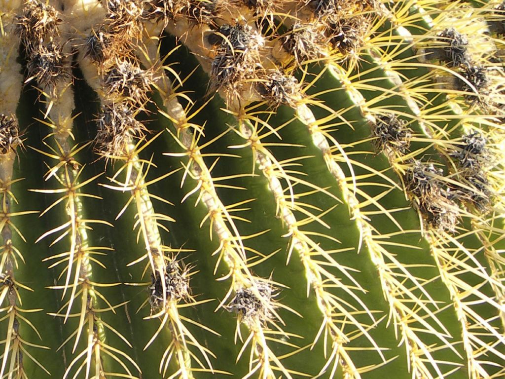 cactus